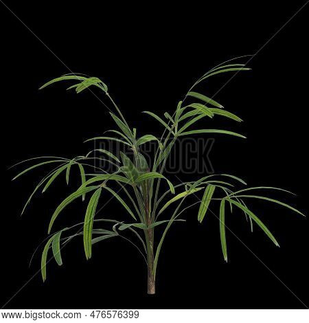 3d Illustration Of Rhapis Plant Isolated On Black Background
