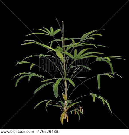 3d Illustration Of Rhapis Plant Isolated On Black Background