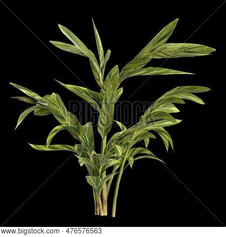 3D Illustration Of Alpinia Zerumbet Plant Isolated On Black Background