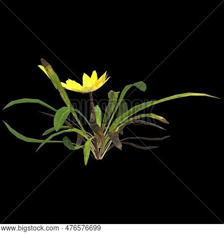 3D Illustration Of Gazania Linearis Plant Isolated On Black Background