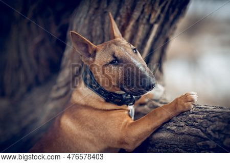 Ginger Puppy Miniature Bull Terrier Is Standing By A Tree. Portrait Of A Dog. A Pet. The Muzzle Of A