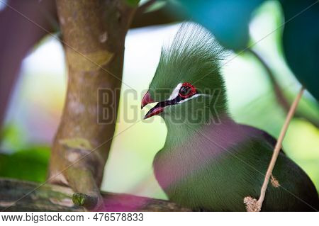 Exotic Tauraco Bird With Beak In Wildlife. Exotic Tauraco Bird With Green Feather.