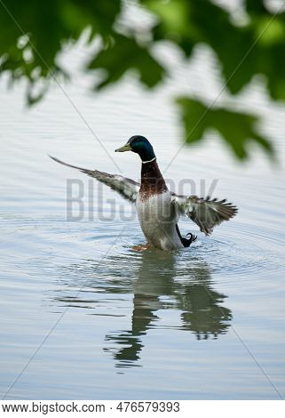 A Duck Ready To Fly - Tovacov Pond