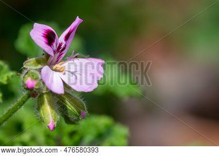 Macro Shot Of A Royal Oak Oakleaf Geranium (pelargonium Quercifolium) Flower In Bloom