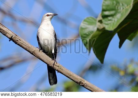 Tropical Mockingbird (mimus Givus), Isolated, Perched On A Branch Over Blue Sky