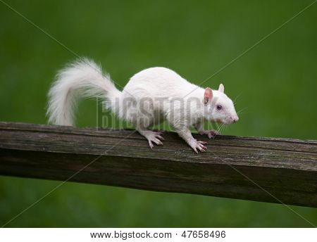 Valkoinen orava