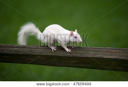 Valkoinen orava