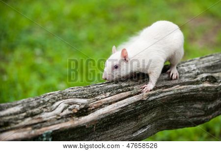 Valkoinen orava