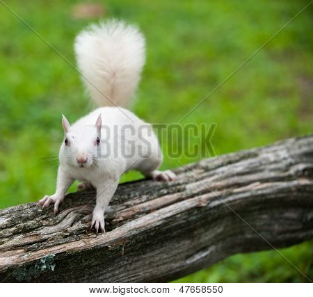 Valkoinen orava