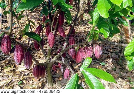 Clonal Cocoa Tree With High Production Of Purple Fruits In A Field In The Amazon Rainforest