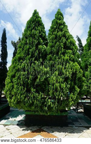 Photo Of Two Bright Green Evergreen Trephoto Of Two Bright Green Evergreen Trees, Against A Blue Sky