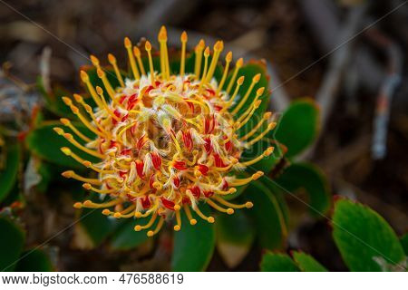 Closeup Of A Leucospermum Flower. Leucospermum Praecox. Leucospermum Cordifolium Flower With Stem An