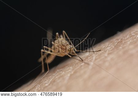 Aedes Aegypti Mosquito. Close Up A Mosquito Sucking Human Blood,