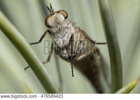 Bottom View Of A Stiletto Thereva Fly Sitting On A Spruce Needle. Macro