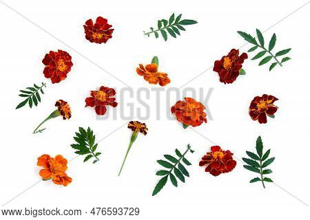 Marigold ( Tagetes ) Flowers On A White Background. Top View, Flat Lay