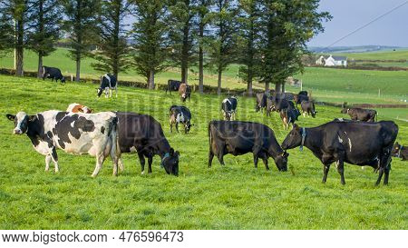 A Herd Of Cows Graze On A Green Meadow Of A Farmer\'s Field In Ireland. Animals On Free Grazing, Org