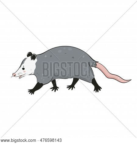 Cute Opossum Isolated On A White Background. Vector Image.