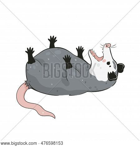 Cute Opossum Isolated On A White Background. Vector Image.