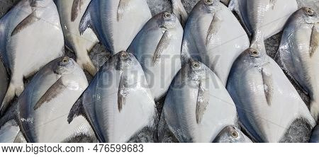 Fresh Pomfret Fish On The Ice Close-up Shot. Delicious Seafood And Fish Market Concept With Fresh Fi