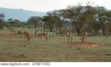 Afracan National Park Savanna On Sunrise Trip Landscape Tour, Antilopas