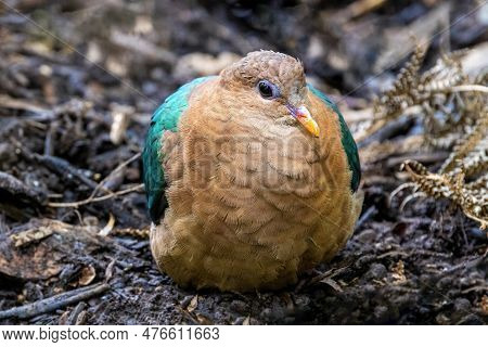 An Emerald Dove, Chalcophaps Indica Indica, Resting In Woodland Undergrowth. Also Known As The Green