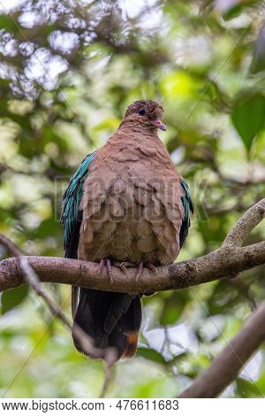 An Emerald Dove, Chalcophaps Indica Indica, Perched In A Tree With Soft Foliage Background. Also Kno