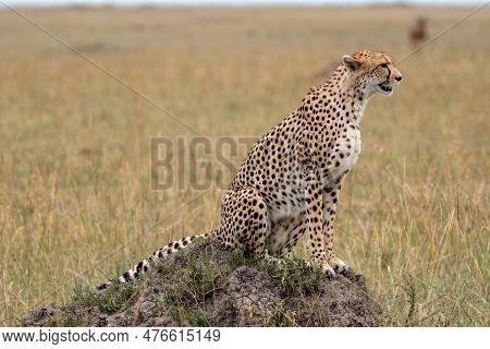 Cheetah Stands On A Rock In The Masaai Mara Reserve In Kenya, Stalking Its Prey