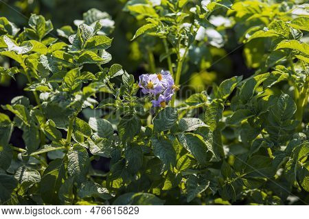 Potato Flowers. Flowering Ripening Potatoes. Potato Plantations Grow In The Field. Farming, Agricult