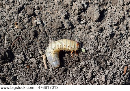Close Up Of May Beetle (melolontha Vulgaris) Larvas On Soil