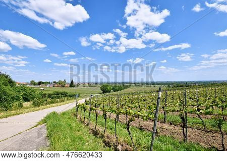 Vineyards In Wachenheim In Rhineland-palatinate In Germany