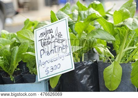 Buenos Aires, Argentina, May 20, 2023: Agroecological Seedlings For Sale During The Expo Fair Of Pop