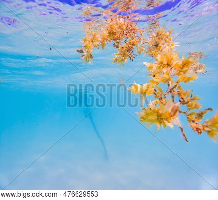 Closeup Underwater Shot Of Brown Sargassum Algae Floating At Surface Of Shallow Tropical Sea