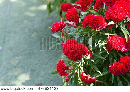 Red Celosia Cristata Flower Growing In Da Lat Vietnam