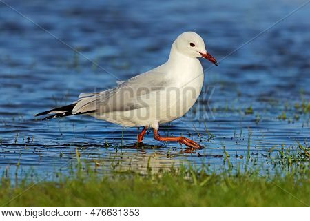 A Hartlaubs Gull (larus Hartlaubii) Walking In Shallow Water, South Africa