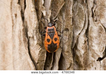 Bug
