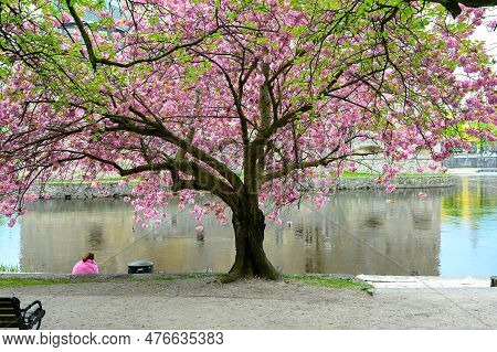 Orebro Castle And Cherry Trees Orebro Sweden May 15 2023