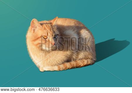Studio Portrait Of Homeless Ginger Kitten Isolated On Blue Background, This Portrait Is An Invitatio