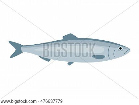 Herring Fish, Clupea Harengus, Seafood And Underwater Color Animal. Water Delicacy, Gourmet. Fishing