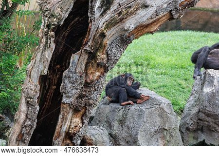 Splendid Exemplar Of Monkey In A Naturalistic Environment.