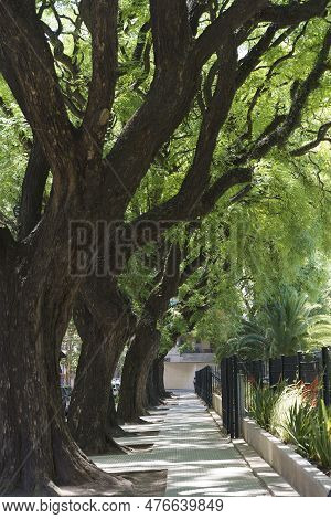Tipuana Tipu Tree. Alley In The Park With Tropical Trees