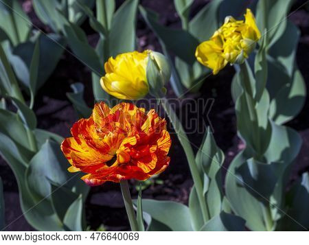 Yellow-red Motley Tulip And Yellow Opening Buds On A Green Background Of Leaves. Sunny Floral Backgr