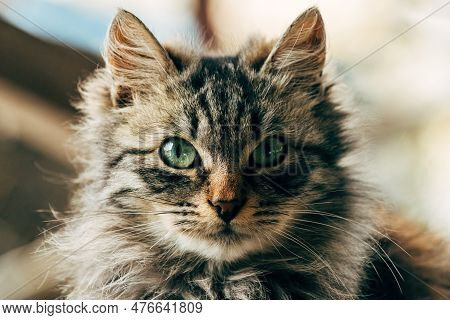 Portrait Of A Furry Mixed Breed Female Domestic Cat With Green Eyes That Resembles With Ragamuffin, 