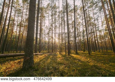 Russia, Europe. Forest , . Beautiful Sunset Sun Sunshine In Sunny Autumn Coniferous Forest. Sunlight