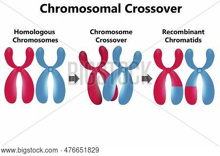 Diagram Of Chromosomal Crossover Isolated, 3d Rendering