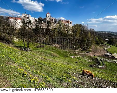 Tenczyn Castle - The Ruins Of A Castle Located In The Jura Krakowsko-częstochowska, Included In The 
