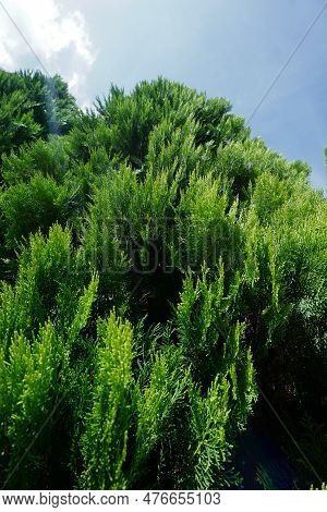 Close Up Photo Of Bright Green Cypress, Against Blue Sky Background (dacrydium, Thuja Orientalis) In