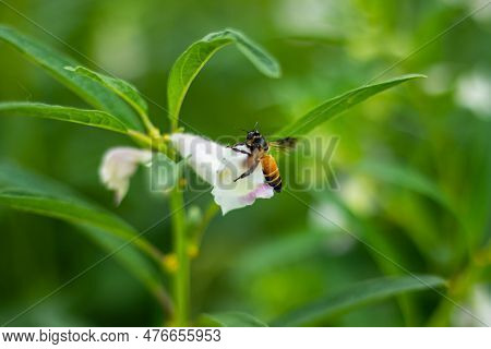 Insects And Bees Are Collecting Honey From The Flower. Sesame Is A Warm-season Annual, Just Like Mar