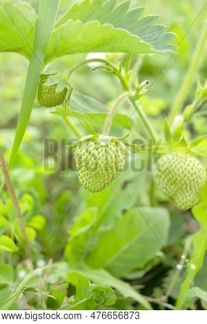 Green Strawberries Ripen On A Bush. Kelubnika Ripens In The Garden. Cultivation - Strawberries Ripen