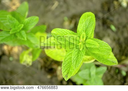 Peppermint Grows In The Garden. Green Leaves Of Fragrant Mint. Young Mint Bush.