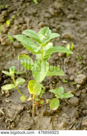 Green Mint In The Garden. A Young Bush Of Fragrant Mint. The Development Of A Peppermint Bush. Beaut